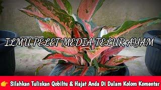 Ilmu Pelet Media Telur Ayam ~ Pelet Cinta Ampuh Dalam 1 Hari | JANGAN GUNAKAN MAIN MAIN || Mustajab