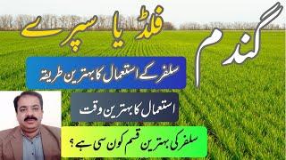 Best Type of Sulphur and Application Methods for Wheat Crop | zarai mashwary | Sajjad khaira