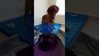 Cat and Dog Play a FPS