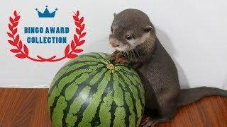 Otter bingo 2108 Top 5 videos