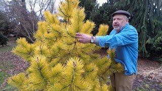 Dwarf Conifers with Winter Interest