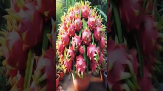 #dragonfruit #gardening #flowers #cactus #garden #fruiting #fruitplants #fruittrees