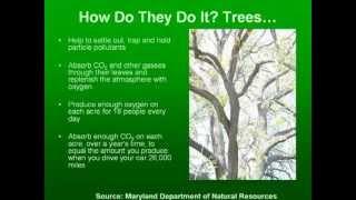 Why Trees Matter