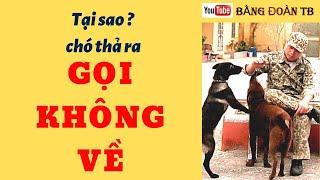 TẠI SAO THẢ CHÓ RA GỌI KHÔNG VỀ / HƯỚNG DẪN HUẤN LUYỆN / Bằng Đoàn TB