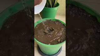 How to enrich your soil for free #shorts #soil