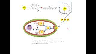 Learning and Research Fair - Synthesis and functionalization of cerium oxide nanoparticles