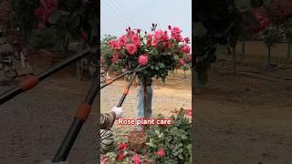 Rose plant care tips #rose #rosecaretips #gardening #rosecare #plants #gulabkaphool#garden#caretips