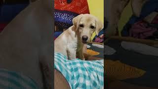 mixxi sleep in the bed ️#labradoor #shorts #ytshorts  #sleep #mixxi #trending