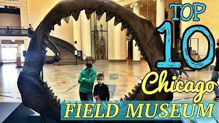 Top 10 "MUST SEE" at the FIELD MUSEUM! - Chicago's Field Museum's best exhibits.