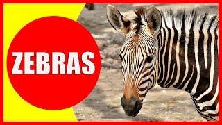 ZEBRA VIDEOS FOR KIDS - Facts about Zebras for Children, Preschoolers and Kindergarten