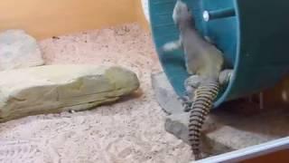 Elevages Lisard (2017) Uromastyx aegyptia enjoying his exercise wheel (enrironmental