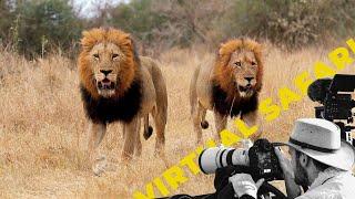 Epic Safari: Lions on the Move- Virtual Safari #236