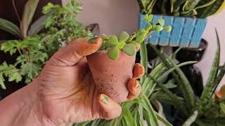 5 Plants To Grow In Very Small Containers (2-4 Inch Planters) || Fun Gardening