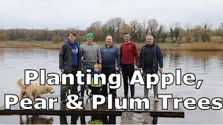 Planting Apple, Plum and Pear Fruit Trees | Establishing habitat for wild pollinators