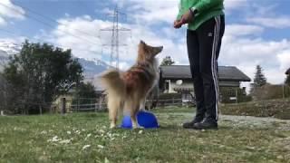 Bessere Koordination mit den Hinterbeinen | Training mit Hund