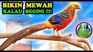 Masteran Burung Full Isian Mewah - Masteran Mewah Full Materi