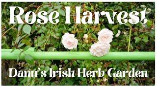 Rose Harvest