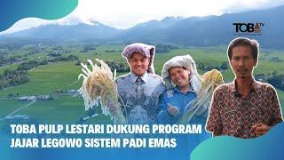 TOBA PULP LESTARI DUKUNG PROGRAM BUDIDAYA PADI EMAS SISTEM JAJAR LEGOWO DI TANGGA BATU II