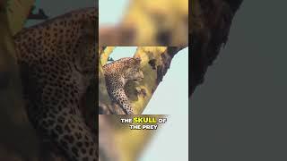 Jaguars vs  Leopards  Size, Patterns, and Habitat Differences