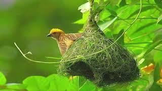 Amazing Bird Nest Video