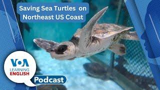 Melting ice cream in Ecuador, Saving Sea Turtles, Asking questions, Speak & Talk