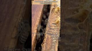 Основные шаги для начала пчеловодства! Пчеловодство для начинающих!