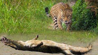 Jaguar Jumps Into River To Hunt Crocodile And The Ending Is Unexpected