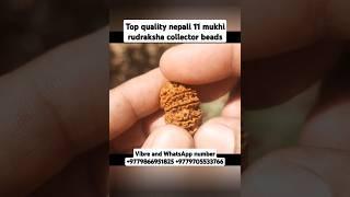 Top quality nepali 11 mukhi rudraksha collector piece #youtubeshorts #shorts #rudraksha