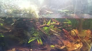 Low Tech Low Light Borneo Biotope Tank 3/7/2022