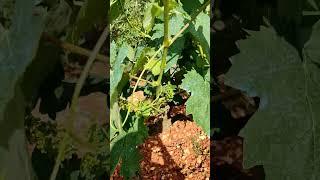 Stopping the vine sap #vine #pruning #sap #grape #grapes #May2025 #vine #orchards #homegarden