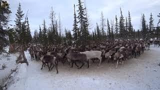 Koral / Reindeer Herd Count / Кораль / Подсчёт стада оленей