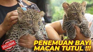 MASYA ALLAH..PERTAMA KALI GENDONG BAYI MACAN TUTUL JAWA YANG TERLANTAR  BEGINI KISAHNYA..