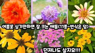 여름에 피는꽃-심기만 하면 잘 크는 꽃(발로 키우는 꽃 11종류)