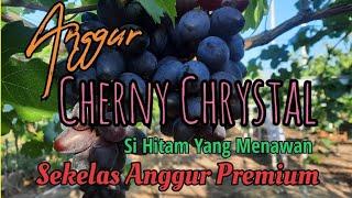 Perkenalan Anggur Hitam Cherny Crystal