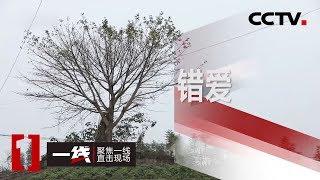 《一线》 错爱 20200410 | CCTV社会与法