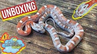 Unboxing Zombie Cornsnakes 