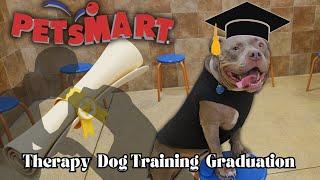 My Dog Graduated From Therapy Training At Petsmart  #americanbullybreed #adorabledog