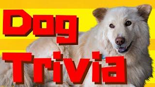 DOG QUIZ! How many of these 13 dog trivia questions can you answer? Multiple Choice!