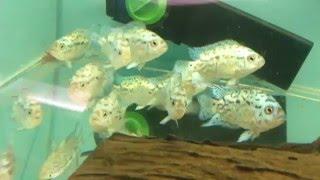 Цихлиды Блю Демпси - аквариумное хозяйство MOSAQUAFISH
