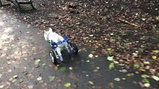 Westie on wheels! Jack’s story.