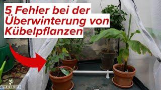 5 häufige Fehler bei der Überwinterung von Kübelpflanzen [und wie du sie vermeidest]