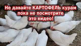 Картофель курам можно или нет? Что лучше, вареный картофель для кур или сырой?