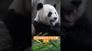 Panda 你吃饭饭的样子好可爱#大熊猫#吃饭#吃竹子#可爱