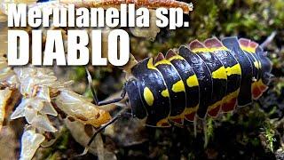 Hot New ISOPODS: Merulanella sp. DIABLO their care and how we've changed our ISOPOD care philosophy