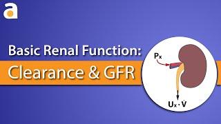 Basic Renal Function: Clearance and GFR