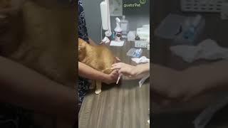 The orange cat is afraid of injections :D