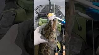 Why You Should KEEP Snakehead in the NET #Shorts #snakeheadsportfishing #invasivespecies