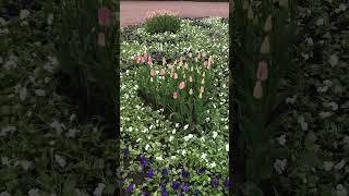 Тюльпаны плюс петуния