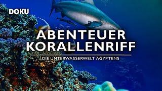 Abenteuer Korallenriff – Die Unterwasserwelt Ägyptens (TIER und NATUR Dokumentarfilm auf Deutsch) HD