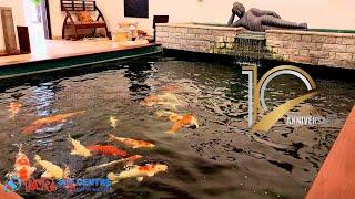 Rare pieces of koi like Kogane Ochiba are introduced to our client's 10 year old koi pond.